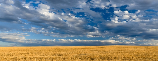 Montana wheatfields